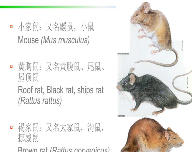 老鼠藥廠(chǎng)家